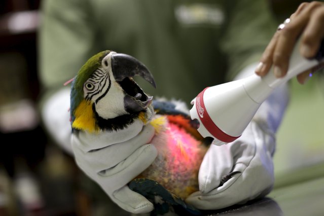 Vets examine a parrot. PHOTO: REUTERS
