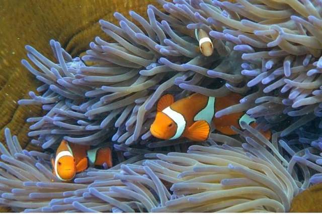 Fish swimming through the coral on Australia's Great Barrier Reef, which has been affected by bleaching over the last three years.PHOTO: AFP