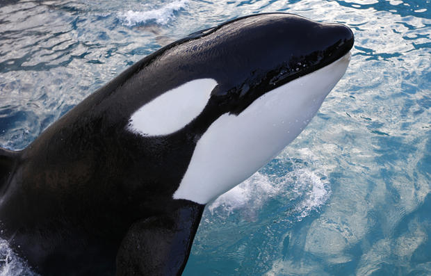 An orca swims at the Marineland animal exhibition park in the French Riviera city of Antibes, southeastern France, on December 12, 2013. PHOTO: VALERY HACHE/AFP/Getty Images