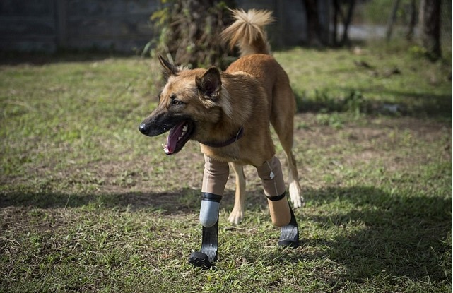 The Soi Dog Foundation, an animal welfare group based on the
resort island of Phuket, brought in a human surgeon to fit Cola
with high tech carbon fibre racing blades, similar to those used
.PHOTO: AFP