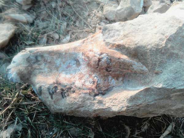The fossil weighs 10 kilogrammes and is one foot long. PHOTO: Express
