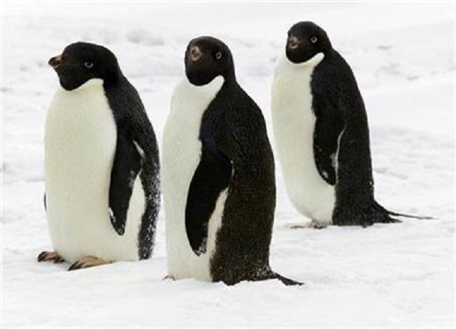 1.5 million penguins discovered in Antarctica PHOTO: REUTERS