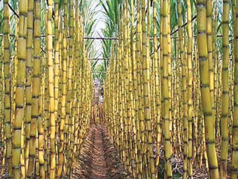Sugarcane crop PHOTO: FILE