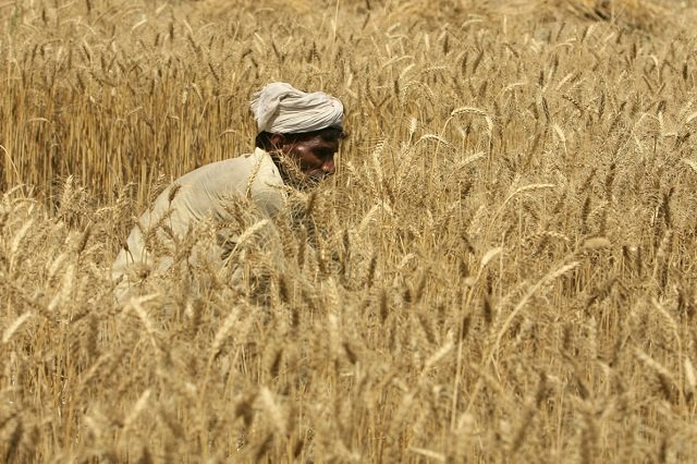 The apps will provide advice on how to improve crops and show the weather conditions in real time.
PHOTO: REUTERS