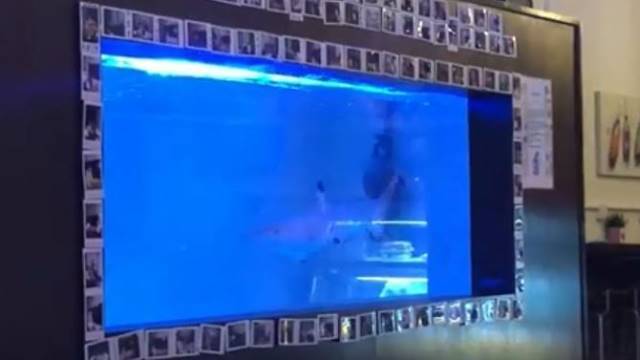 Shark swims back and forth in barely 6ft long, 3ft deep and 3ft high in the video. 
FACEBOOK SCREENGRAB