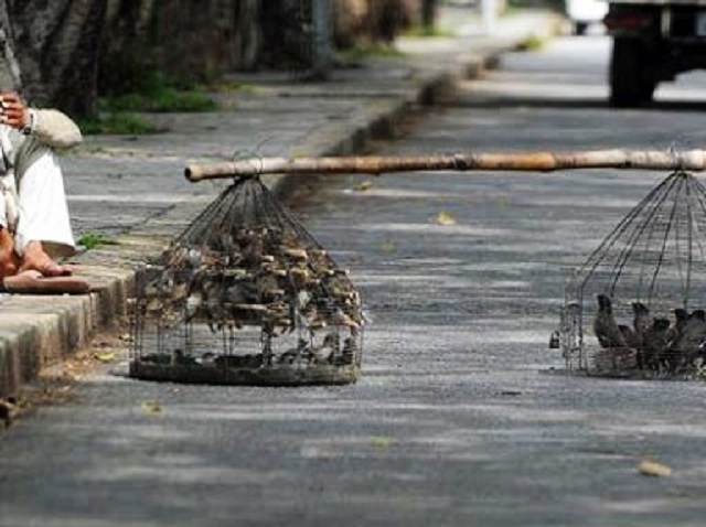 Around a million birds are caged and freed after being sold every year in Lahore. PHOTO: EXPRESS