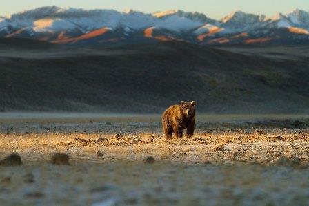 A Brown bear in plateau of Deosai in Gilgit-Baltistan. PHOTO: FILE