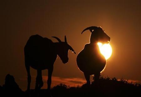 Two goats are seen during sunset in a file photo. PHOTO: REUTERS