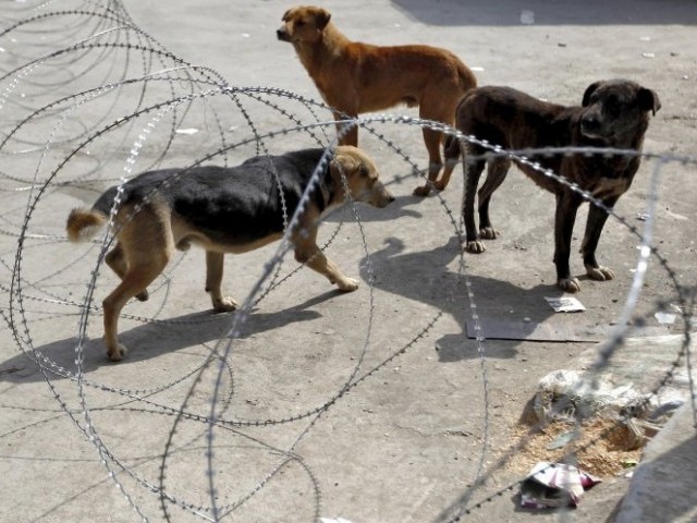 Representational image. PHOTO: REUTERS