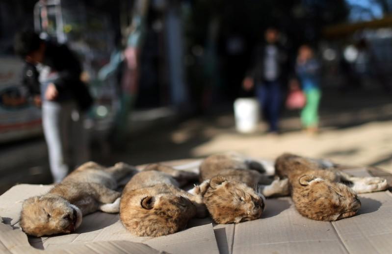Bodies of four baby lion cubs that died in a zoo, are seen in the southern Gaza Strip. PHOTO: REUTERS