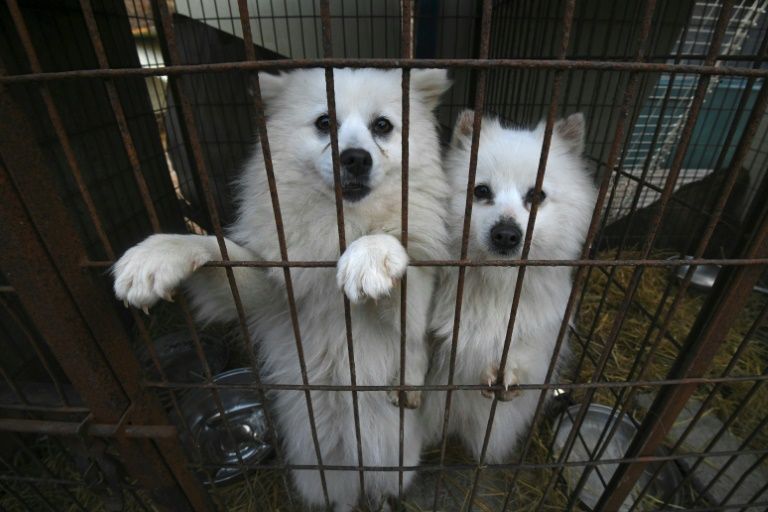 The animal protection group Humane Society International saved about 200 dogs at a dog farm in Hongseong, 150 kilometres south of Seoul. PHOTO: AFP
