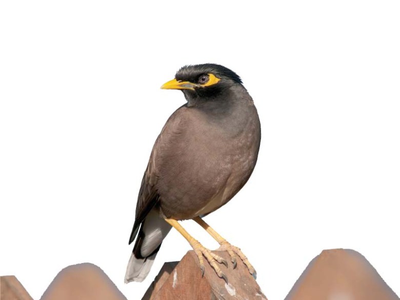 How cement silenced the songbird
