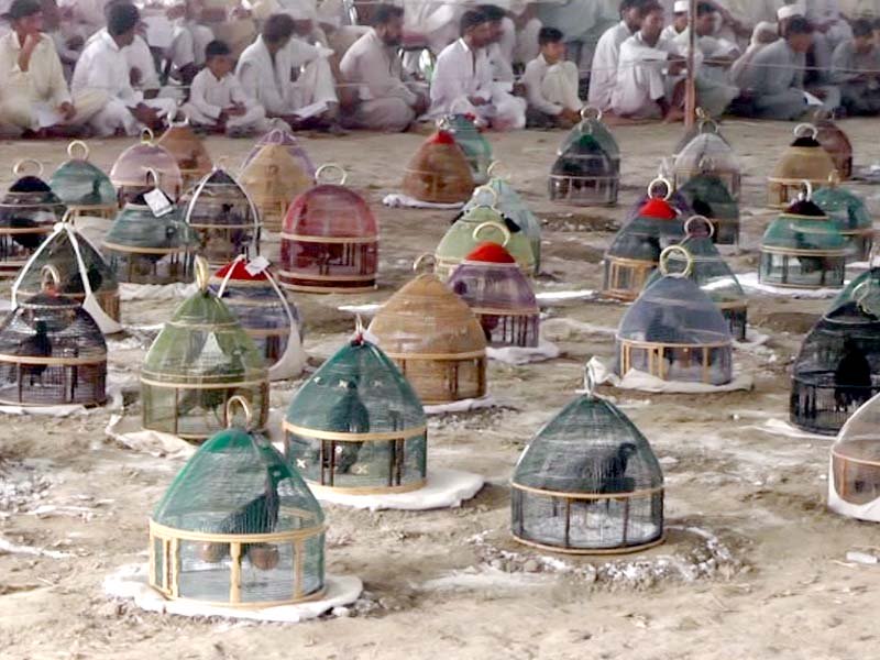 The local name of the partridge contest is Chakri tournament. PHOTO: EXPRESS