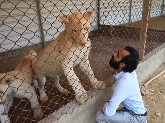 A private zoo owner looks at his white lions. PHOTO: GETTY