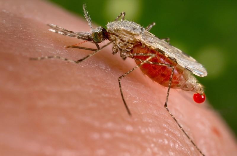 Malaria cases sprut alarms health dept