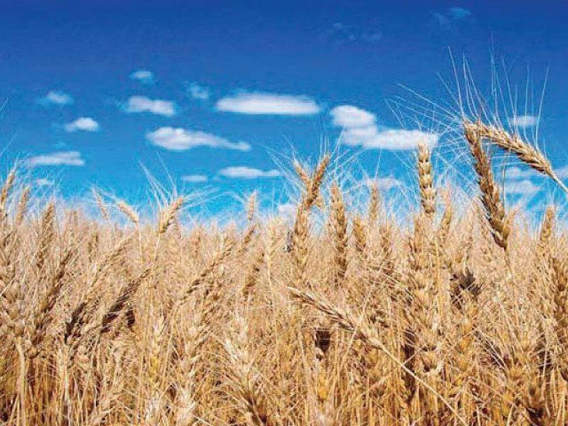 Wheat is a staple food crop of Pakistan and accounts for nearly 36% of the total cropped area, 30% of value addition in major crops and 76% of the total production of food grains. PHOTO: FILE