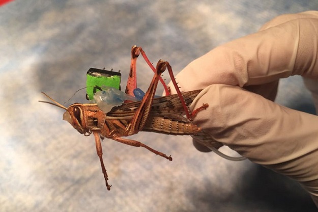 Sensors placed on the insect monitor neural activity while they are freely moving, decoding the odorants present in their environment. PHOTO: EXPRESS/FILE