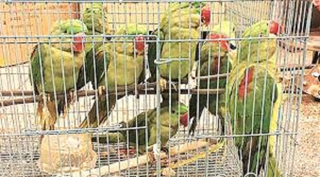 The birds were allegedly smuggled to Tashkent by a 24-year-old Uzbekistan national. PHOTO COURTESY: THE INDIAN EXPRESS