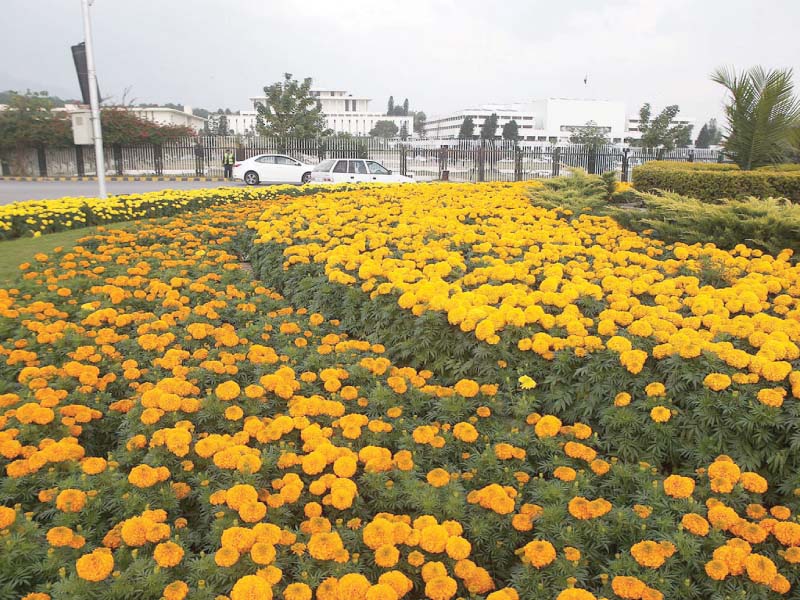 A view of seasonal flowers outside Parliament House in the capital. PHOTO: INP