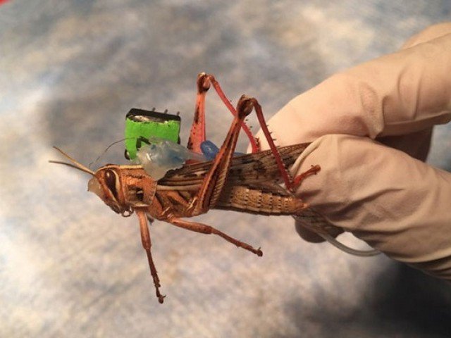 Locust breeding begins in Thar, Cholistan