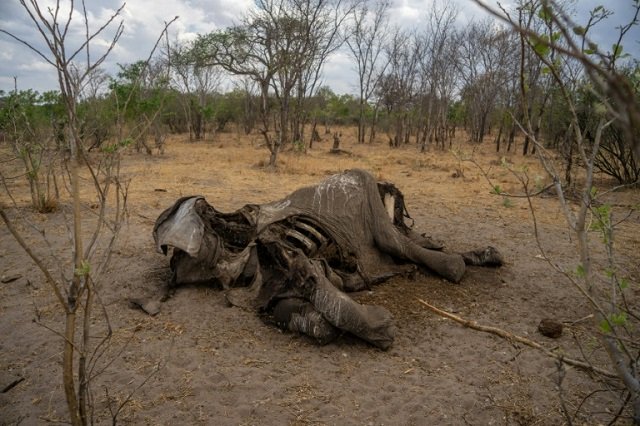Taken on November 12, 2019 it shows the carcass of an elephant that succumbed to drought in the Hwange National Park, in Zimbabwe. PHOTO: AFP