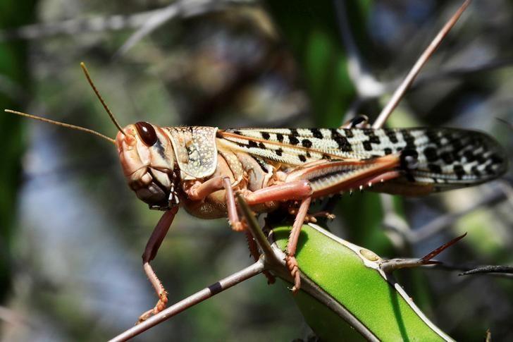 A Reuters file photo of a locust.
