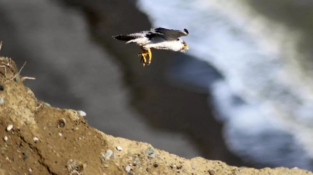 During a full search, he was found to be wearing a body belt made out of bandages concealing 19 eggs from vultures, falcons and kites as well as two newly-hatched African fish eagle chicks. PHOTO: AFP