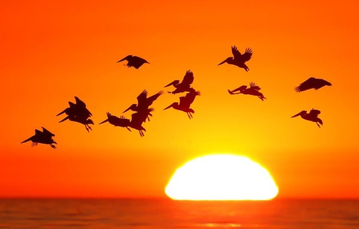 Awareness campaign launched on aircraft safety, bird strikes