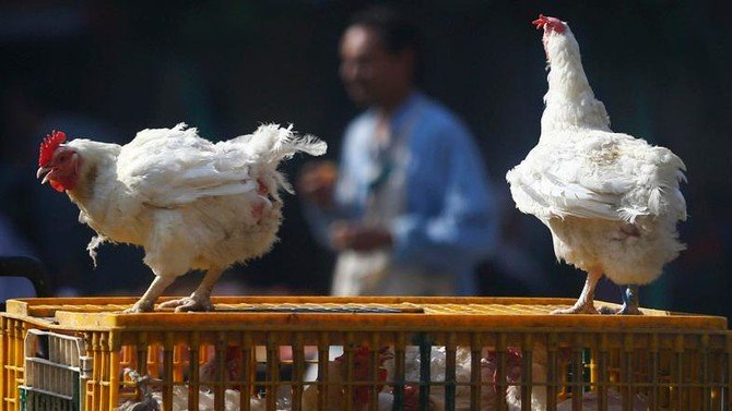 The case was the first outbreak of the H5N8 virus in Saudi Arabia since July 2018.PHOTO: AFP