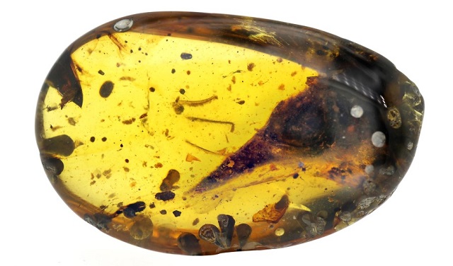 The amber, discovered in northern Myanmar, is believed from the late Cretaceous period. PHOTO COURTESY: INSIDE SCIENCE