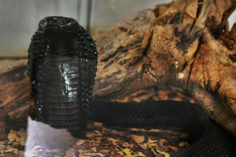 The 27-year-old got hold of a highly venomous Russell's viper which bit his wife, according to police .
PHOTO: AFP/FILE