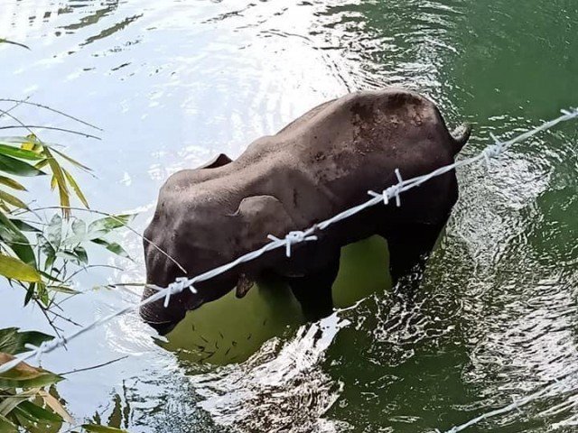 Video of elephant moaning in pain went viral on social media pushing authorities to take action. PHOTO: FACEBOOK/MOHAN