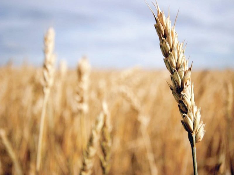 Hybrid wheat expected to revolutionise agri sector