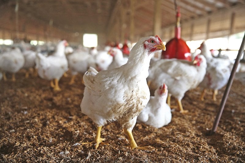 Poultry sector seeks govt incentives