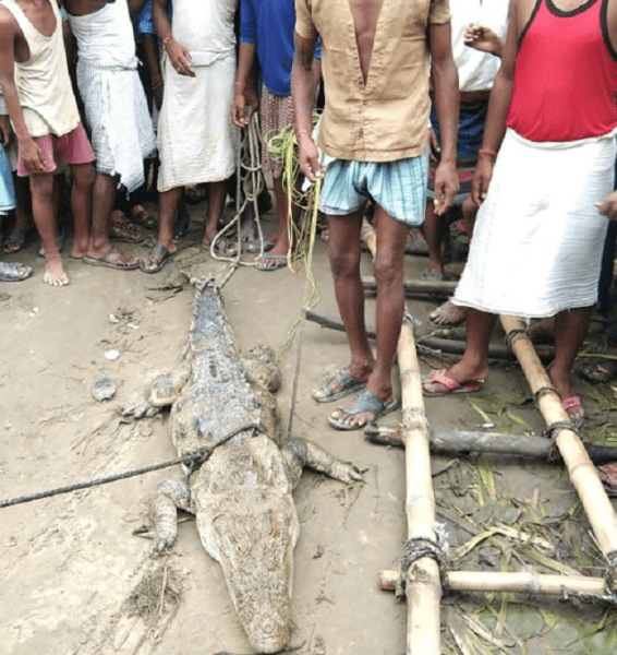 The two-metre reptile turned up in the village of Midania after monsoon flooding. PHOTO: AFP