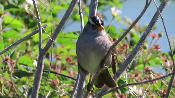 Singing sexy back: How sparrows adapted to Covid-19 shutdown