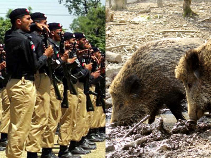 Cops in Sindh run for their lives after pigs ‘take over’ police station