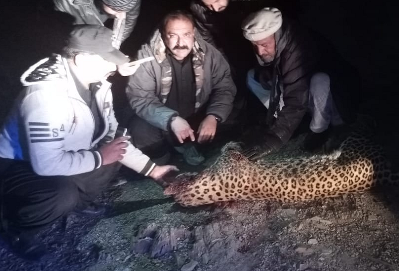 IWMB launches probe into death of rare leopard