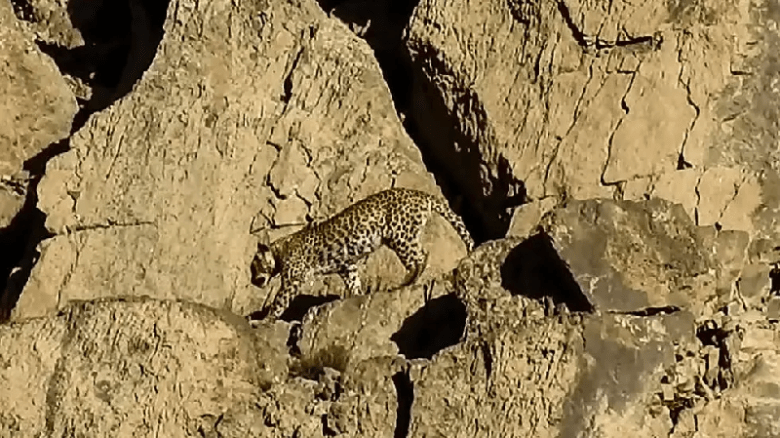Leopards kill domestic animals in Kahuta