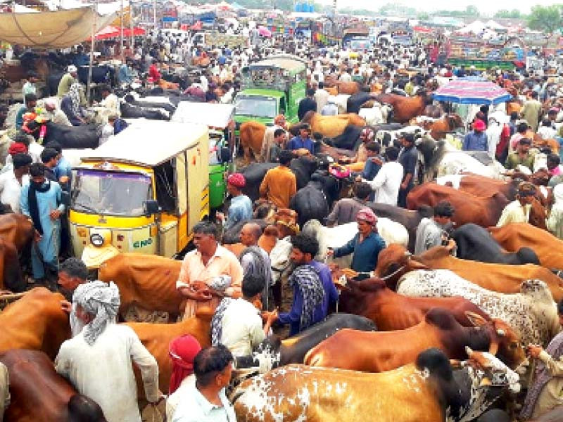Cattle markets operate sans SOPs