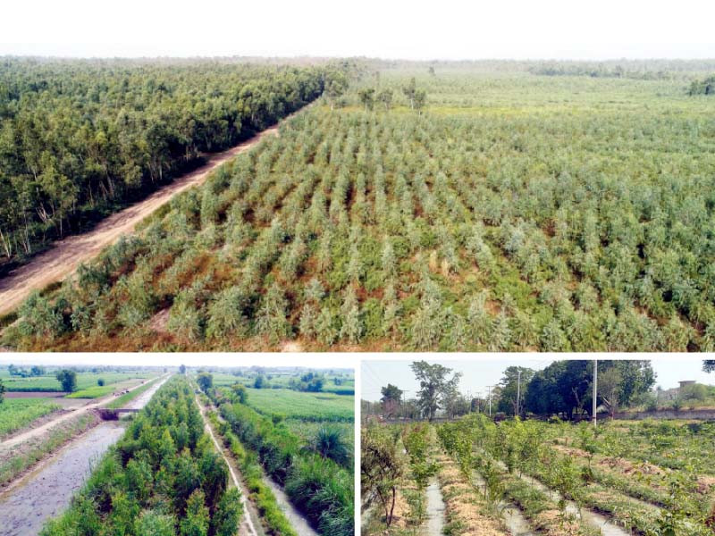 Thal reaping dividend of afforestation