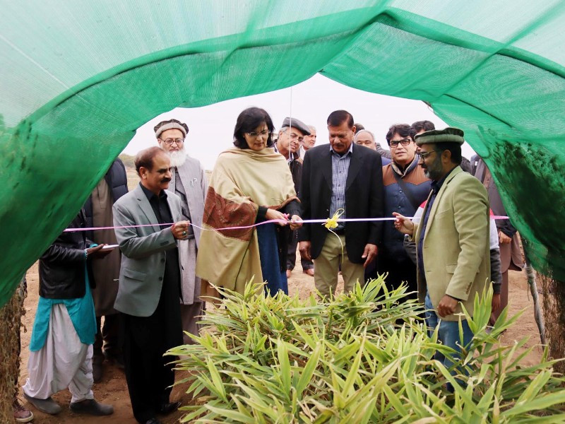 First-ever ginger harvest inaugurated in Pakistan
