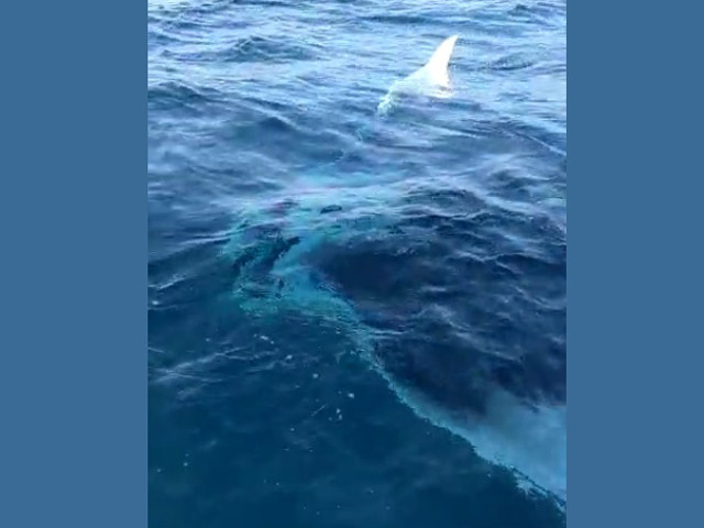 WATCH: Giant mantas spotted off Karachi coast after six years