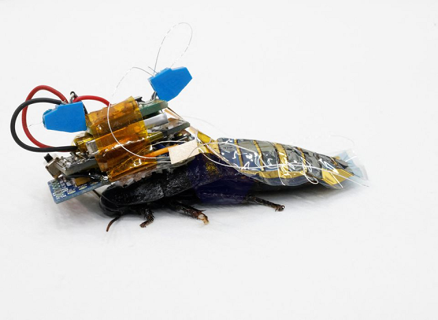 Meet Japan’s cyborg cockroach, coming to disaster area near you