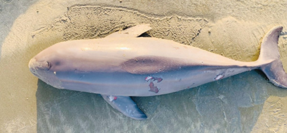 Dead baby dolphin found near Gwadar
