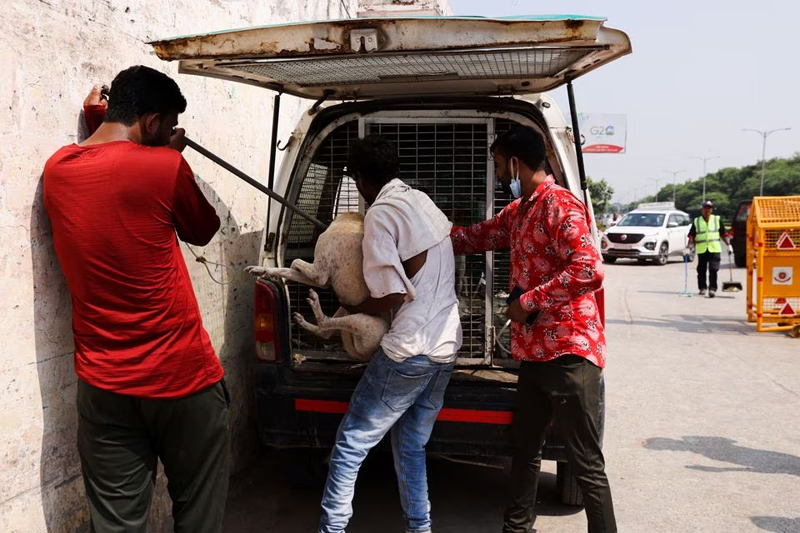 After slums and monkeys, Delhi removes stray dogs from streets as G20 nears