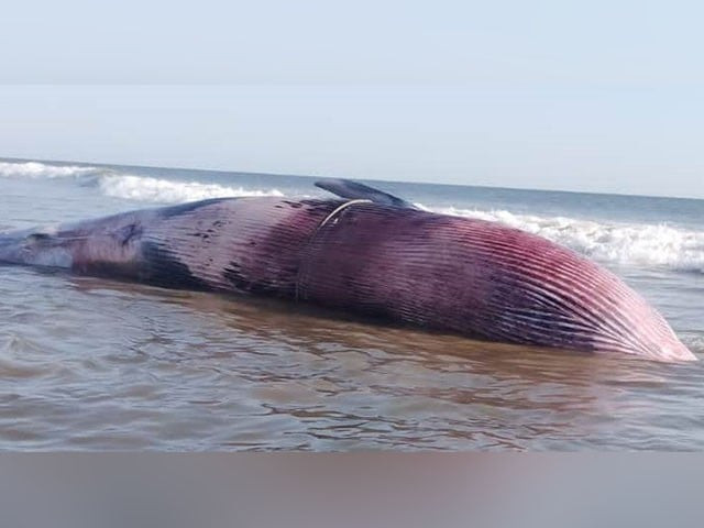 Bryde’s whale washes up dead on Balochistan beach