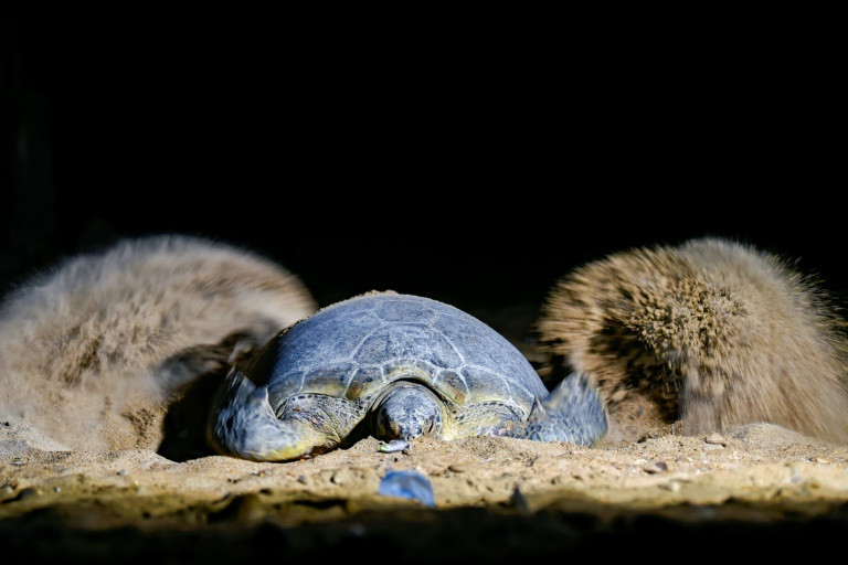 Green turtles fight to survive against Pakistan’s urban sprawl