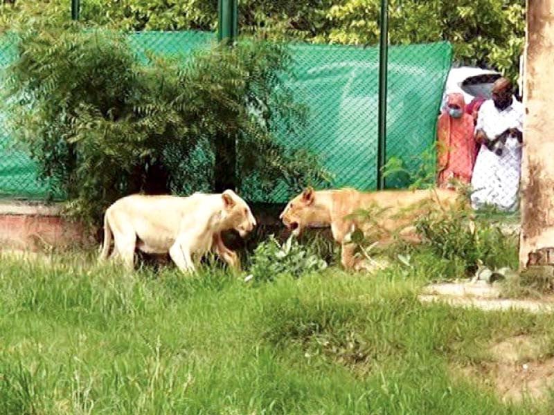 People no more interested in African lions