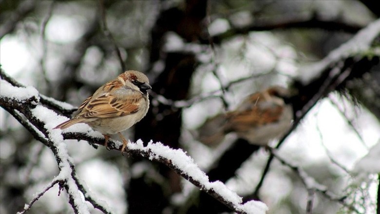 Wildlife authorities launch sparrow count as bird’s population dwindles